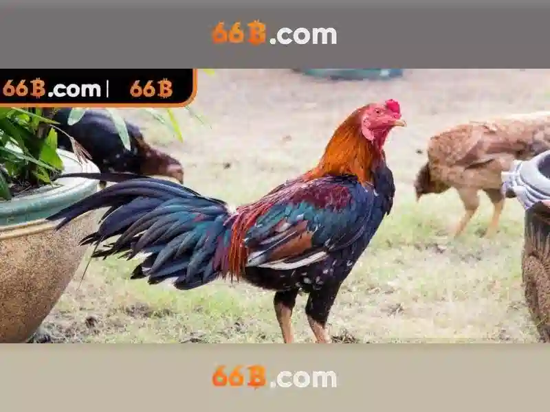 Kinh nghiệm rút tiền 66B
