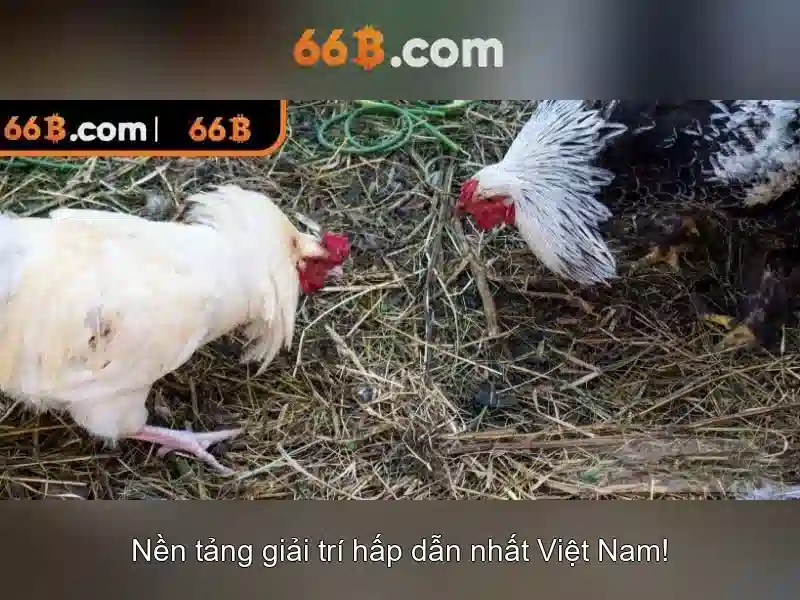 66B – Link Dự Phòng 66B