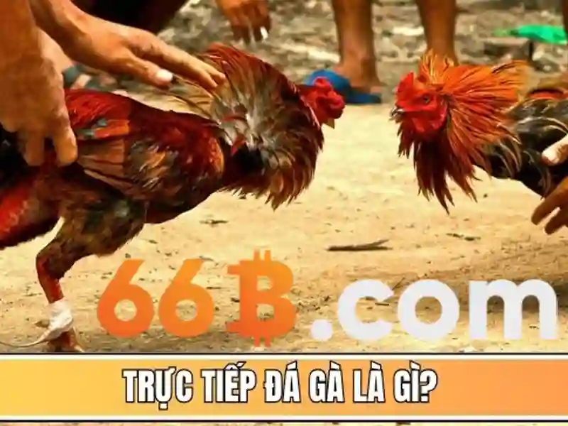 Tài Khoản 66B
